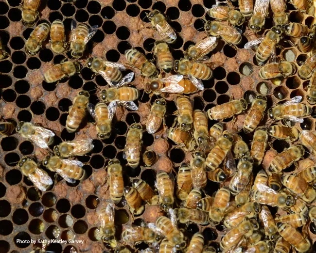 "Honey bees exhibit complex social behavior that rivals our own,” said internationally recognized honey bee geneticist Robert E. Page Jr., recipient of the 2019 UC Davis Distinguished Emeritus Award. (Photo by Kathy Keatley Garvey)