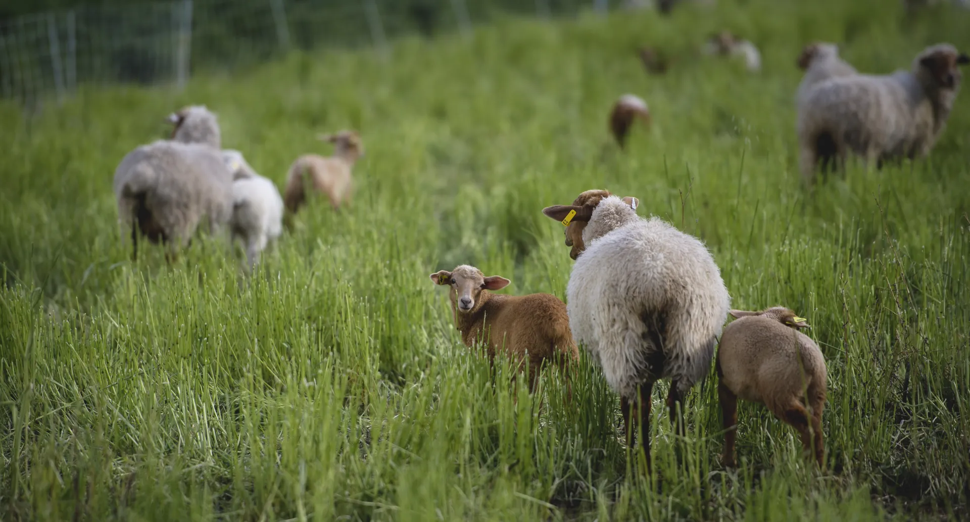 grass and sheep