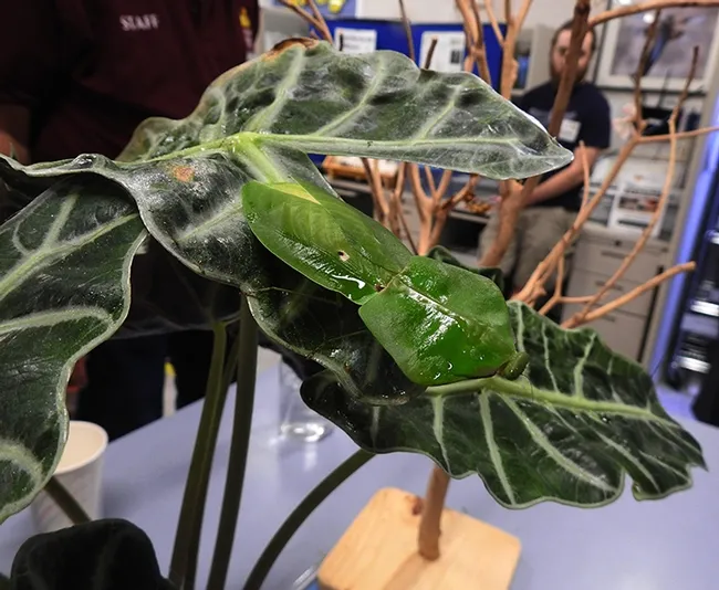 A tropical praying mantis, Choeradodis stalii: camouflaged. Lohit Garikipati displayed five of his female praying mantids. (Photo by Kathy Keatley Garvey)