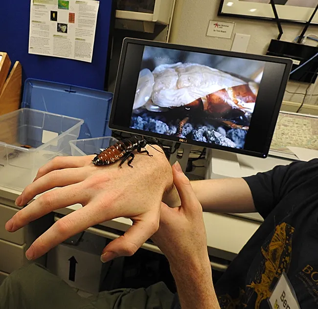Entomology student Ben Maples shows a Madagascar hissing cockroach. (Photo by Kathy Keatley Gavey)