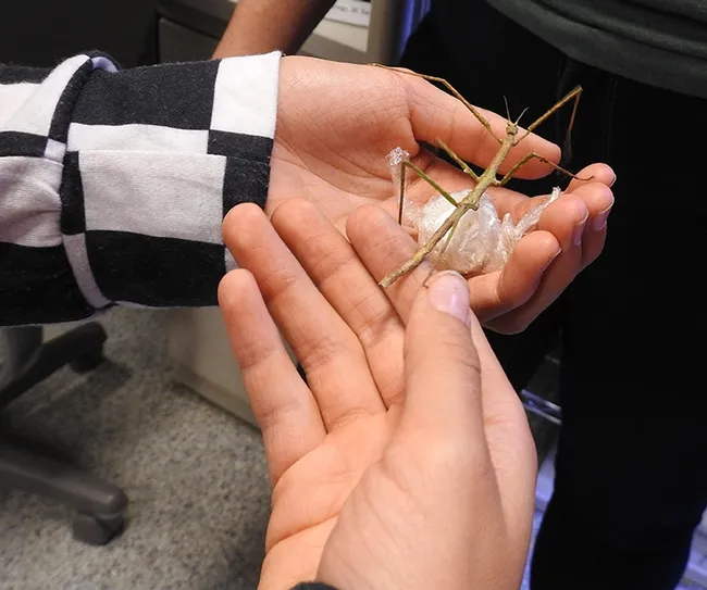 A Bohart Museum of Entomolgoy visitor gets acquainted with an Australian walking stick. (Photo by Kathy Keatley Garvey)