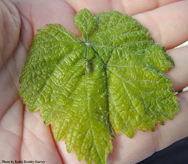 A three-cornered alfalfa leaf hopper, Spissistilus festinus, on a grape leaf. (Photo by Kathy Keatley Garvey)