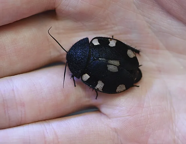 The Indian domino cockroach is part of the live "petting zoo" at the Bohart Museum of Entomology. (Photo by Kathy Keatley Garvey)