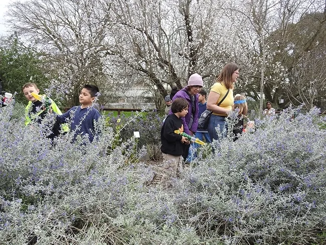 Visitors at the Häagen-Dazs Honey Bee Haven participate in a catch-and-release activity: catching bees with a vacuum, examining them, and then releasing them. (Photo by Kathy Keatley Garvey)