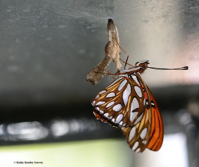 This is what a normal eclosure looks like: a Gulf Fritillary has just eclosed in Vacaville, Calif. (Photo by Kathy Keatley Garvey)