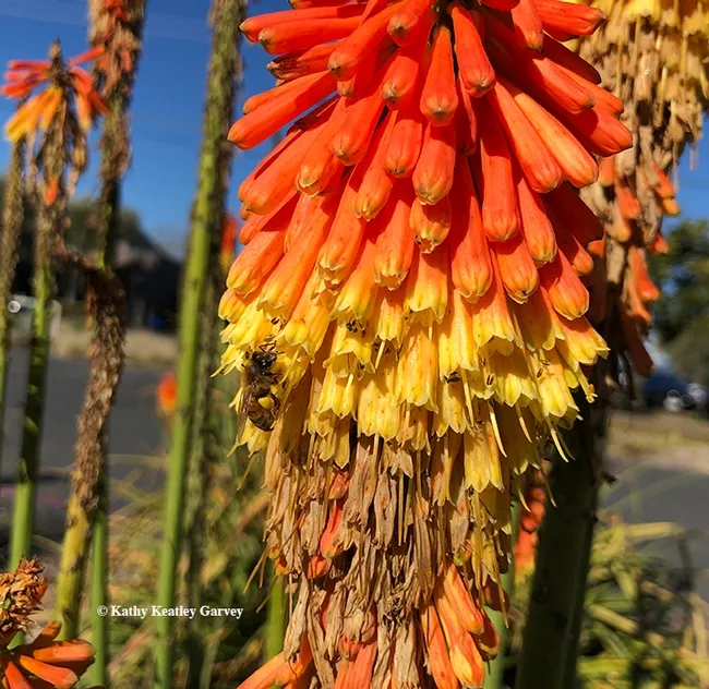 Check out the pollen on the honey bee foraging on a red hot poker (genus Kniphofia). (Photo by Kathy Keatley Garvey)