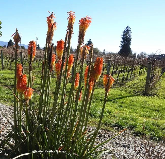 A clump of "red hot poker" or "Christmas cheer" (genus Kniphofia) brings winter cheer to a Napa vineyard. (Photo by Kathy Keatley Garvey)