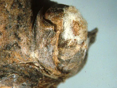 Dormant bud