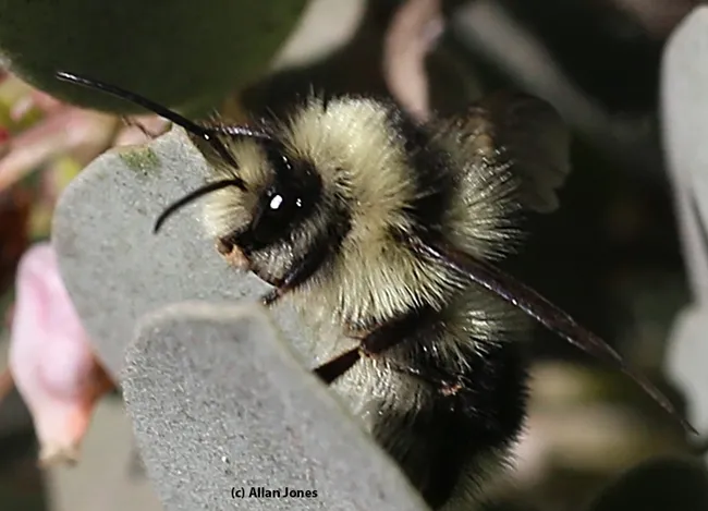 The 2017 winner: Allan Jones photographed this Bombus melanopygus on manzanita on Jan. 27 in the UC Davis Arboretum.