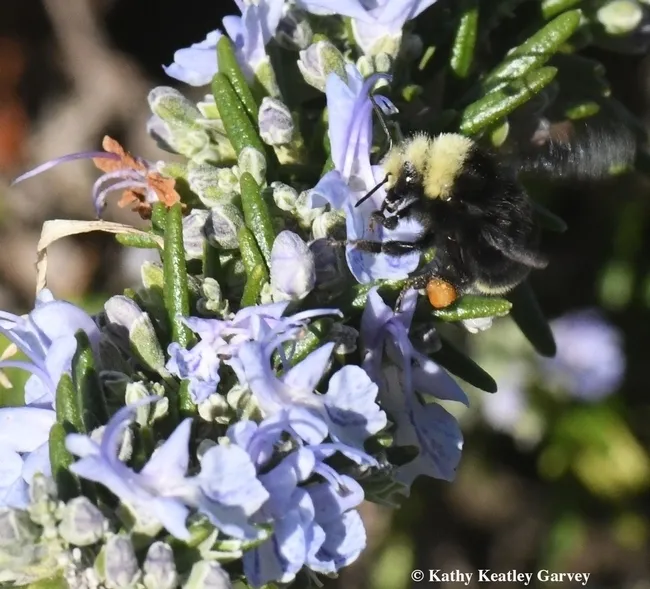 The 2018 winner: Kathy Keatley Garvey photographed this Bombus melanopygus on rosemary in Benicia on Jan. 1.