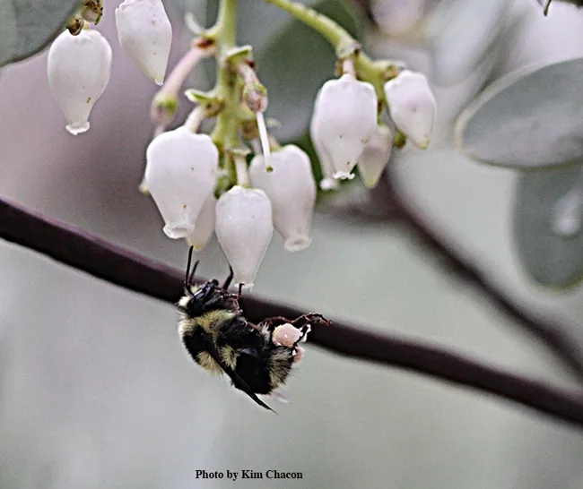 The 2019 winner: Kim Chacon photographed this Bombus melanopygus on manzanita on Jan. 10 in the UC Davis Arboretum.