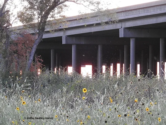 Thousands of bats nest in the Yolo Causeway during the summer. (Photo by Kathy Keatley Garvey)