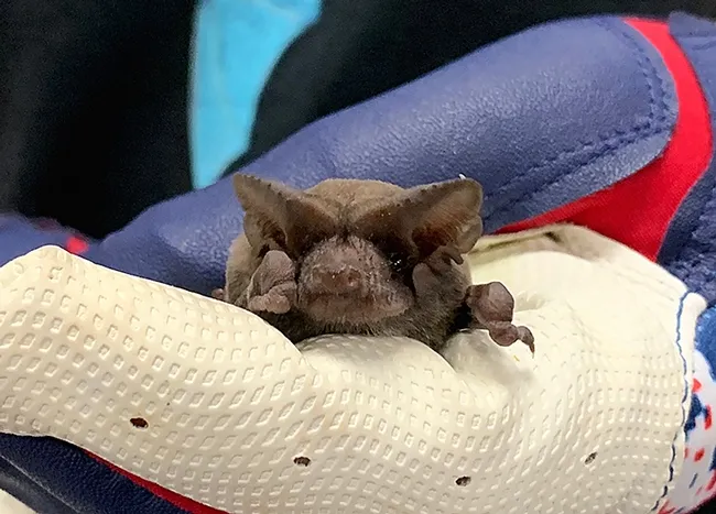 This is an image of a bat that Ann Holmes studies. (Photo by Shayan Kaveh)