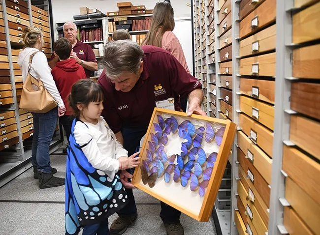 Tien Ferreira, 4, of Fairfield, wearing her blue butterfly cape, looks at the blue morpho butterflies held by Bohart associate Greg Karofelas. (Photo by Kathy Keatley Garvey)