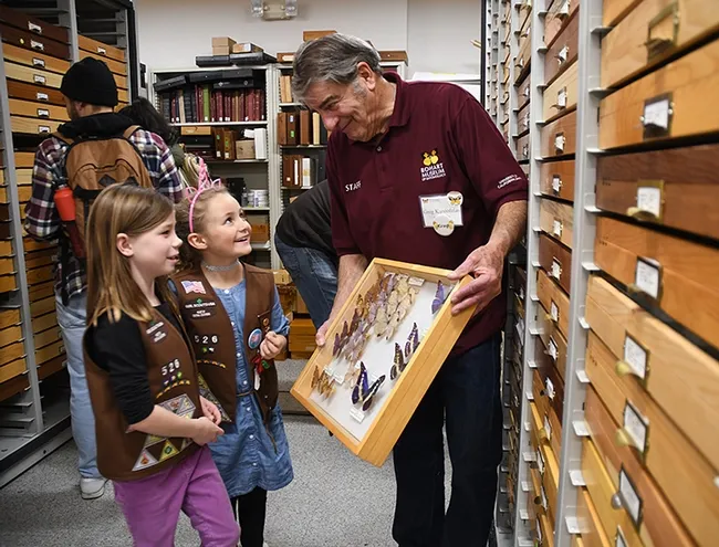 Brownie Girl Scout Troop 5520 members Lauren Wells (front),7, and Madeline Louis, 8, both of West Sacramento, look at a drawer of butterflies held by Bohart associate Greg Kareofelas. (Photo by Kathy Keatley Garvey)