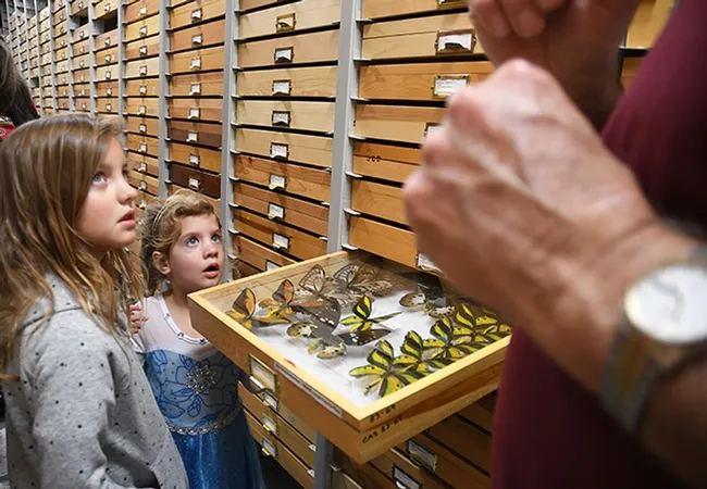 Savanna Miller, 7, and her sister Olivia, 4, of Vacaville, are fascinated by the insect specimens at the Bohart Museum of Entomology. These include Birdwing butterflies (left), and the yellow ones are the Tithonus Birdwing – Ornithoptera tithonus – from New Guinea and nearby island of Irian Jaya, according to curator Jeff Smith.(Photo by Kathy Keatley Garvey)