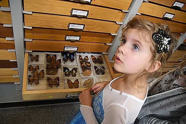 Olivia Miller, 4, of Vacaville, is in awe. (Photo by Kathy Keatley Garvey)
