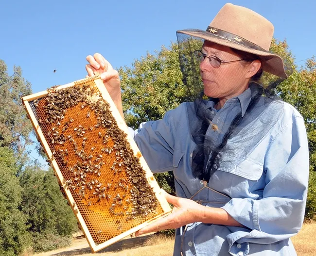 Bee breeder-geneticist Susan Cobey of WSU, former of UC Davis, with a frame at the Harry H. Laidlaw Jr. Honey Bee Research Facility. (Photo by Kathy Keatley Garvey)