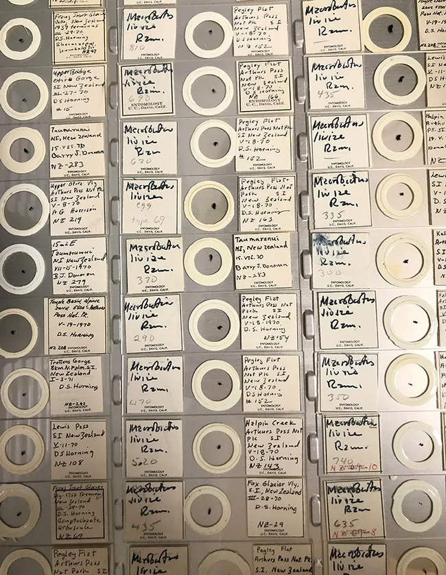 The Bohart collection includes some 25,000 slide-mounted specimens. (Photo by Kathy Keatley Garvey)