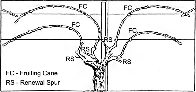 Cane-pruned Vine