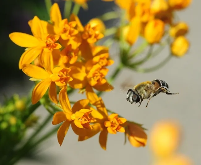 A syrphid in flight, heading toward a tropical milkweed, Asclepias curassavica. (Photo by Kathy Keatley Garvey)
