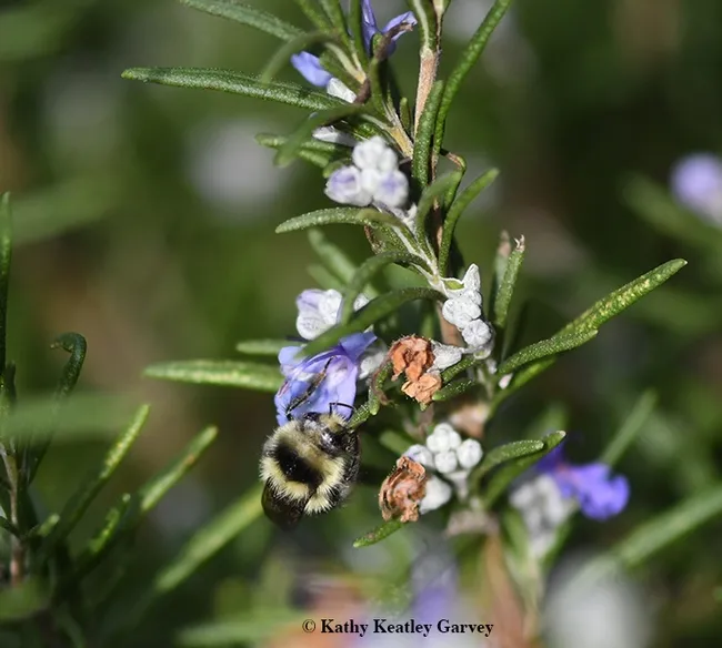 Bombus melanopygus, the black-tailed bumble bee, nectaring on a rosemary in Benicia, Solano County, on Jan. 25. (Photo by Kathy Keatley Garvey)