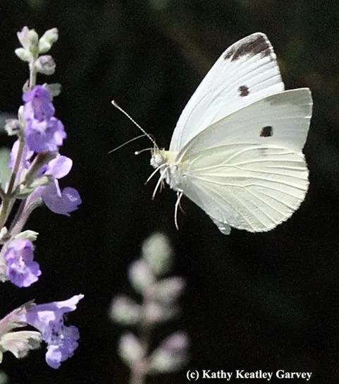 A cabbage white heads for catmint in a garden in Vacaville, Calif. (Photo by Kathy Keatley Garvey)