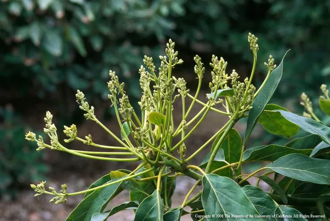 avocado flowers 2