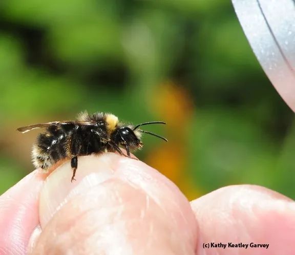 This is the Western bumble bee, Bombus occidentalis, one of four bumble bees on California's proposed endangered species list. (Photo by Kathy Keatley Garvey)