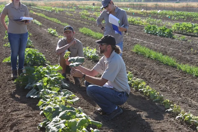 Brad Hanson (Cooperative Extension Weed Specialist) during the Diagnosing Herbicide Symptoms 2018 course