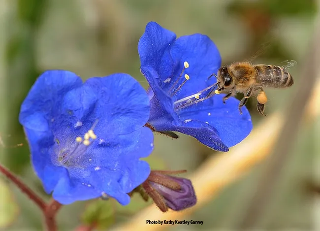 A honey bee foraging on a desert bell, Phacelia campanularia, an annual herb that is native to California. (Photo by Kathy Keatley Garvey)