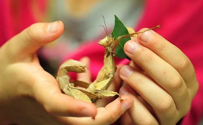 An Australian stick insect (walking stick) at the Bohart Museum of Entomology. (Photo by Kathy Keatley Garvey)