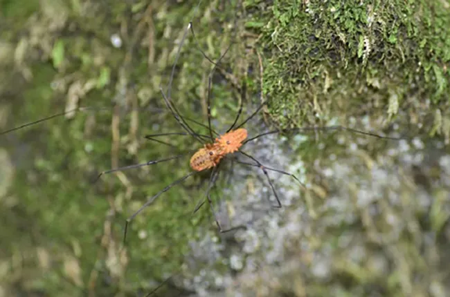 Harvesters or daddy-long legs mating. (Photo courtesy of Mercedes Burns Lab)