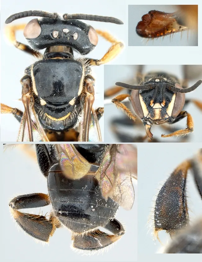 Plebeia sp (Images by Martin Hauser, California Department of Food and Agriculture)