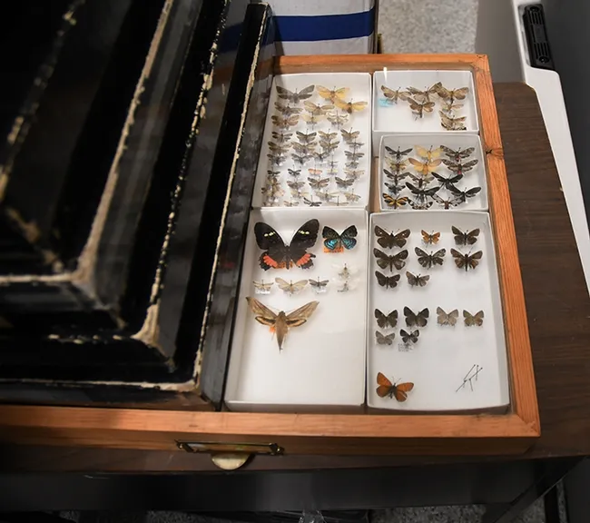 Butterflies at the Bohart. (Photo by Kathy Keatley Garvey)