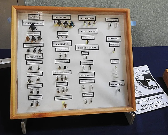 The diversity of bees. (Photo by Kathy Keatley Garvey)