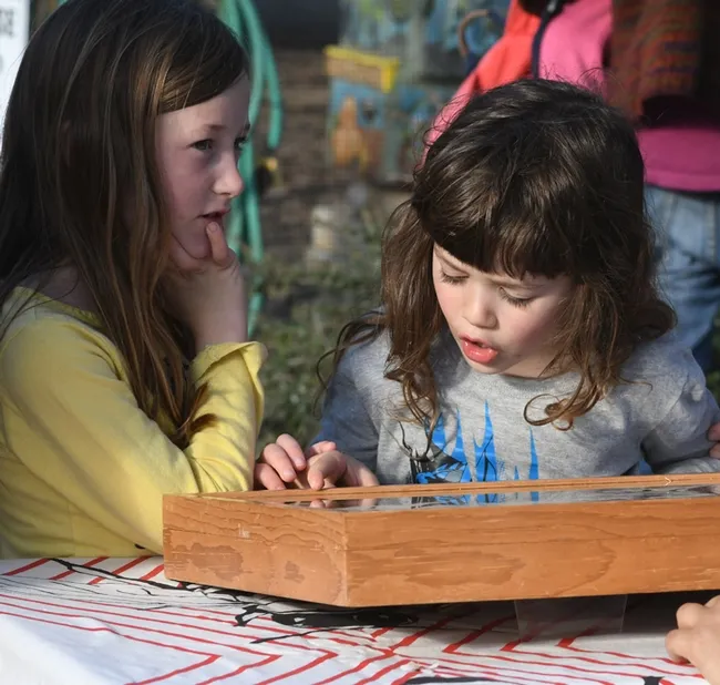 Youngsters checked out the display of bee specimens, which ranged from honey bees to carpenter bees to sweat bees. (Photo by Kathy Keatley Garvey)