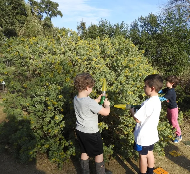 Youngsters scooped up honey bees using a catch-and-release bee vacuum. The late native pollinator specialist Robbin Thorp (1933-2019) initially used the device to catch, identify and monitor bees and showed youngsters how to participate. (Photo by Kathy Keatley Garvey)
