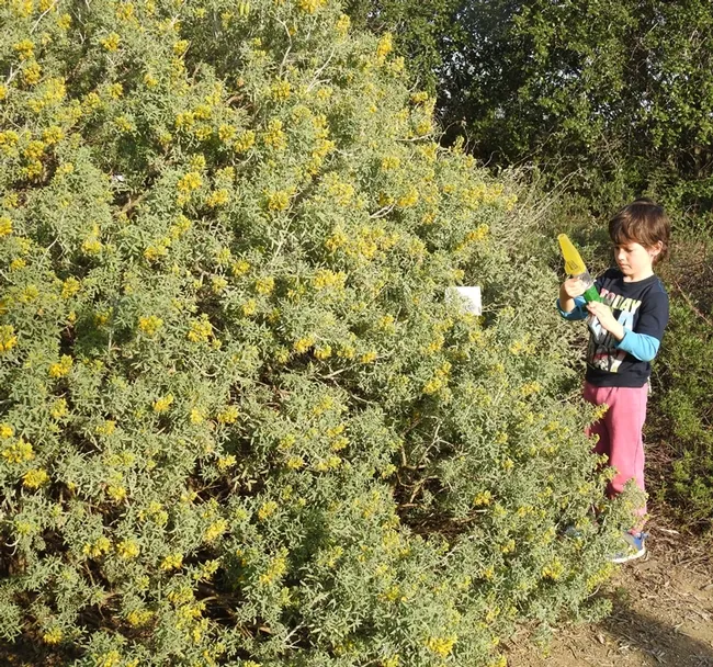 This youngster pondered his catch in the bee garden. (Photo by Kathy Keatley Garvey)
