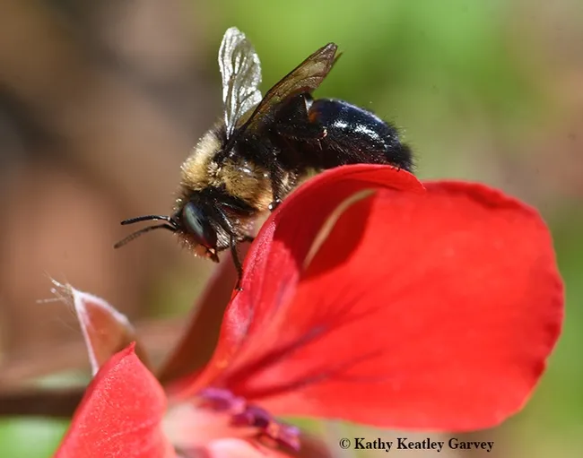 A male carpenter bee, Xylocopa tabaniformis orpifex, on a geranium in Vacaville, Calif., on Feb. 27, 2020. (Photo by Kathy Keatley Garvey)