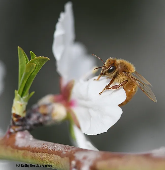 A honey bee pollinating an almond tree on Bee Biology Road, UC Davis campus. (Photo by Kathy Keatley Garvey)
