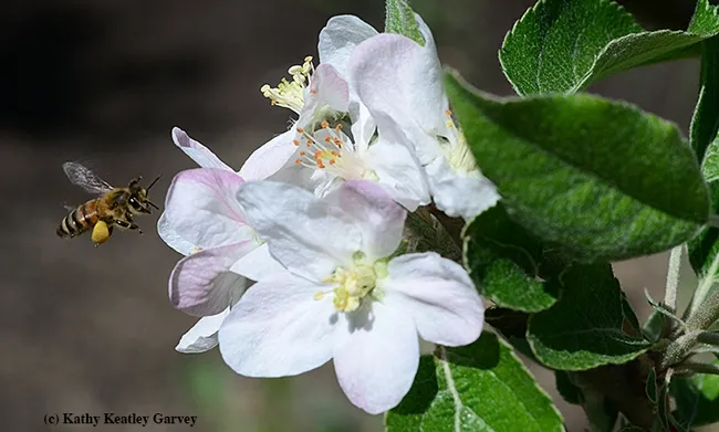 A honey bee pollinating an apple blossom. (Photo by Kathy Keatley Garvey)