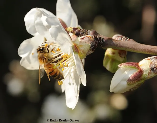 bugsquadee on almond copy