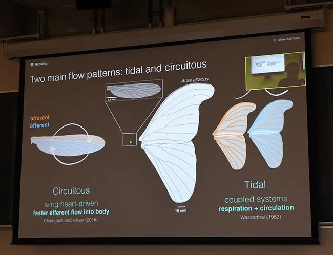 This was the presentation that those watching the UC Davis Department of Entomology and Nematology's "virtual seminar" saw. (Photo by Kathy Keatley Garvey)