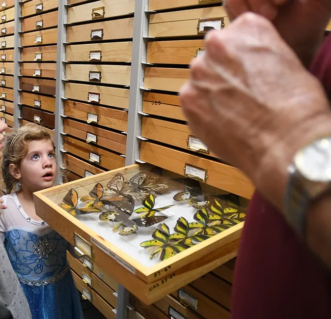 The butterfly collection at the Bohart Museum is a popular attraction, but the Bohart will be closed to the public until April 6. (Photo by Kathy Keatley Garvey)