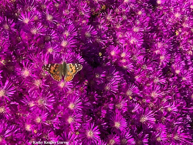 A Painted Lady butterfly (Vanessa cardui) flutters on ice plant in West Vacaville on March 20, 2020. (Photo by Kathy Keatley Garvey)