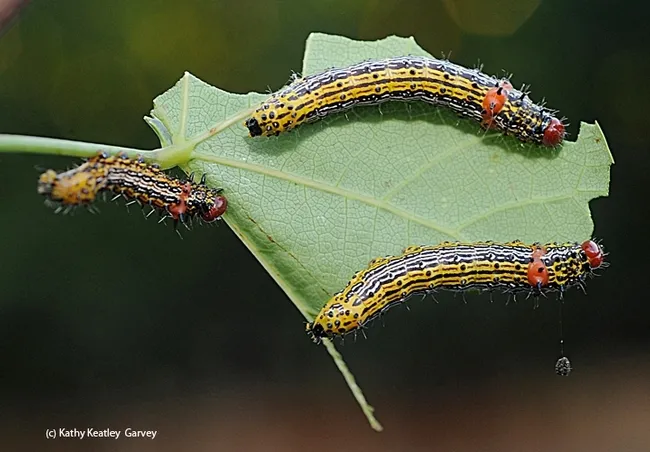 These redhumped caterpillars, to become moths, Schizura concinna, family Notodontidae, are dining on the leaf of a Western redbud, (Cercis occidentalis) in Vacaville, Calif. Emily Meineke, newest faculty member of the UC Davis Department of Entomology and Nematology, studies how climate change and urban development affect insects, plants, and how they interact with one another. (Photo by Kathy Keatley Garvey)