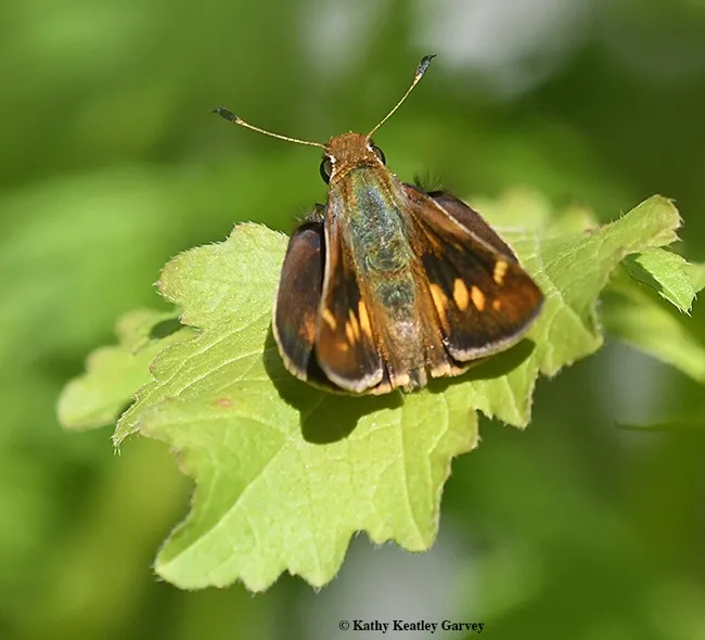 Early butterfly: This Umber Skipper, Poanes melane, was photographed in Vacaville, Calif. on March 25. (Photo by Kathy Keatley Garvey)