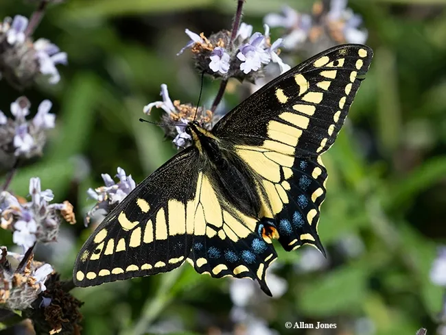 This Anise swallowtail, Papilio zelicaon, foraged March 21 in the UC Davis Department of Entomology and Nematology's Häagen-Dazs Honey Bee Haven. The plant: Brandeegee sage (Salvia brandegeei). (Photo by Allan Jones)