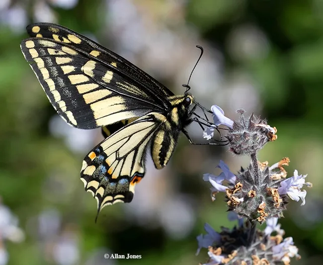 Side view of Anise Swallowtail (Papilio zelicaon), nectaring on Brandeegee sage (Salvia brandegeei) on March 21 in the UC Davis Department of Entomology and Nematology's Häagen-Dazs Honey Bee Haven. (Photo by Allan Jones)